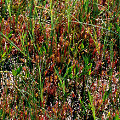 Plants on a sphagnum bed.