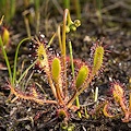 A dense population of plants.