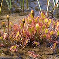 A dense population of plants.