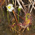 A dense population of plants.