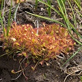 Plant.