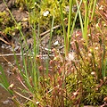 A dense population of plants.