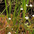 A dense population of plants.