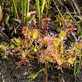 Lots of little plants!