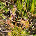 Lots of little plants!