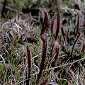 Plants in New Zealand.