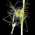 Drosera auriculata eats a cranefly.