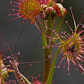 Drosera auriculata eats a cranefly.