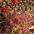 A couple of plants photographed at night by flash, Western Australia.