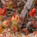 Drosera barbigera