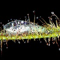 Drosera binata eats a lacewing.