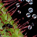 Drosera binata var. multifida eats a tiny wasp.