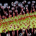 Drosera binata