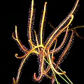 Drosera binata