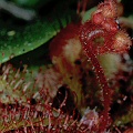 Drosera brevifolia