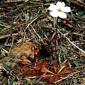 Growing with Sarracenia alata.