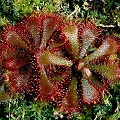 Rosettes in growth.