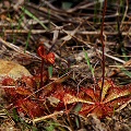 Growing with Sarracenia alata.