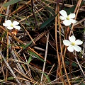 Drosera brevifolia