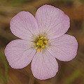 Notice the pink flowers on this Texas plant.