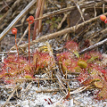 Litle flowering plants.