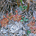 Drosera brevifolia