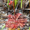 In Apalachicola National Forest.