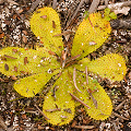 A large plant; notice the tiny plantlet at top right, Western Australia.