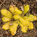 A small cluster of plants, Western Australia.