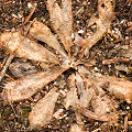 The skeleton of a plant, presumably dormant, Western Australia.