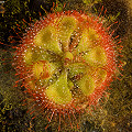 Drosera burmannii