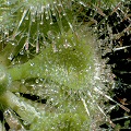 Drosera burmannii