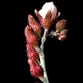 Drosera burmannii