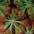 Drosera burmannii