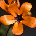 Drosera callistos