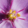 Drosera capensis