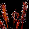 Drosera capensis