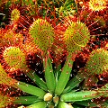 Drosera capillaris