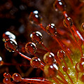 Drosera capillaris