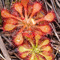 At a damaged site; juvenile long-leaved plants?