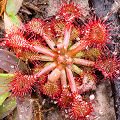 Drosera capillaris