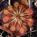 Drosera capillaris