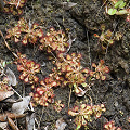 Growing on a muddy wall.