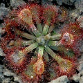 Plants in very sandy soils.