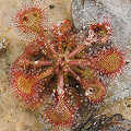 Drosera capillaris