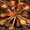 Normal Drosera capillaris