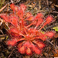 Drosera capillaris