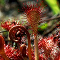 Drosera capillaris