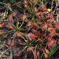 Long-leaved plants.