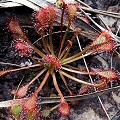 Drosera capillaris